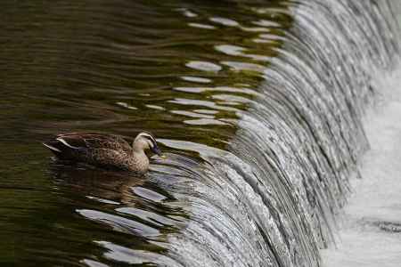 鴨川とカルガモ