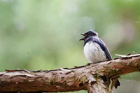 オオルリのあくび