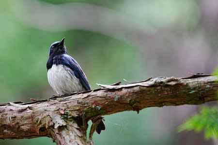 なにをしようか