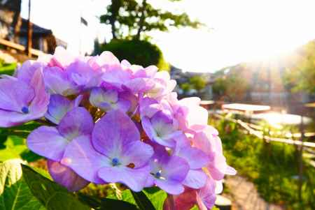 近江八幡を彩る