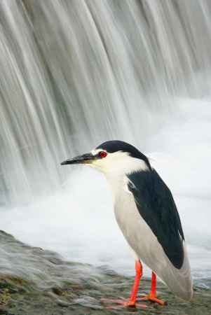 鴨川とゴイサギ