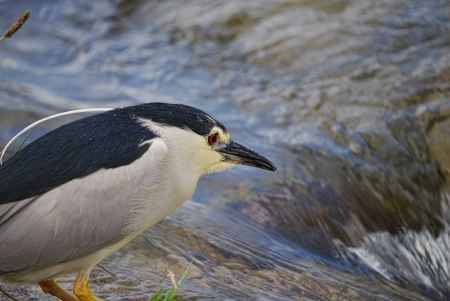 今年も来た！ゴイの季節！