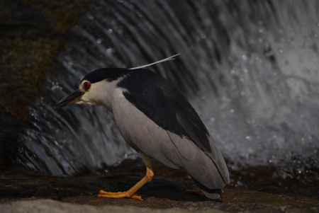 夏はゴイサギ！