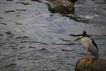 ゴイサギと追い風