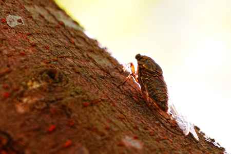 ツクツクボウシ