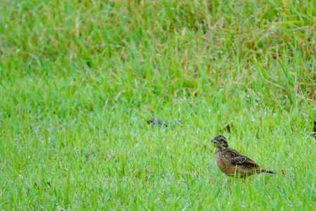 採餌の若ホオジロ