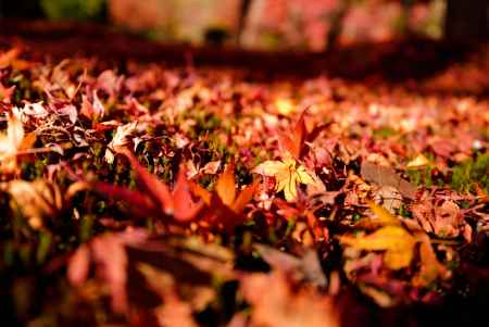 紅葉の絨毯