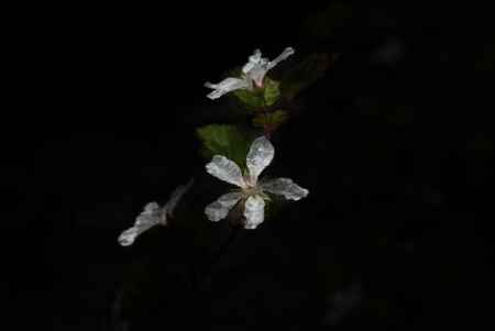 ビロードイチゴ満開