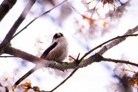 桜と野鳥