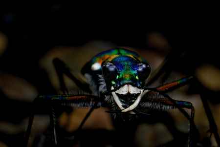 ハンミョウの季節