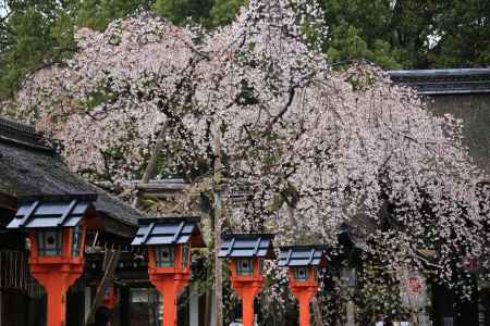 平野神社・雨の桜