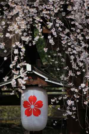 桜と提灯