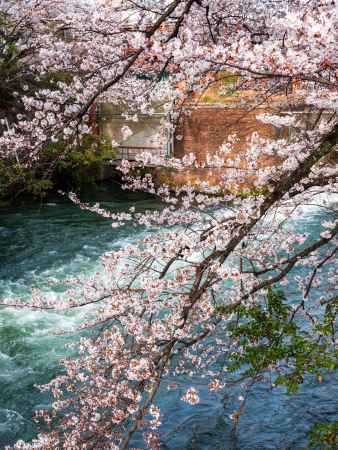 岡崎疏水の桜