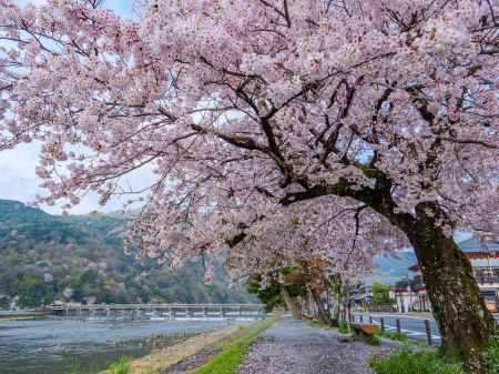 渡月橋へと続く桜トンネル