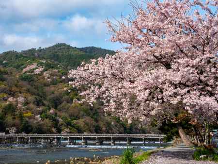 嵐山と満開の桜
