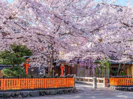 祇園白川の桜③