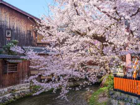 祇園白川の桜①