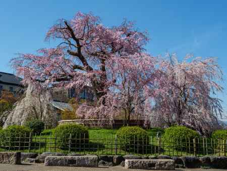 満開の「祇園枝垂桜」➁