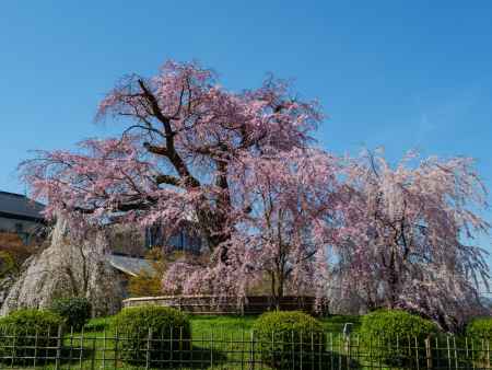 満開の「祇園枝垂桜」①