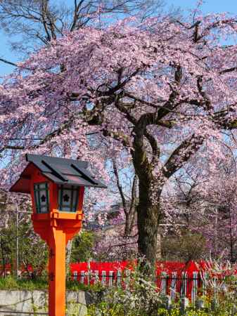 朱い灯籠とピンクの桜
