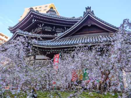 頂法寺の枝垂れ桜➁
