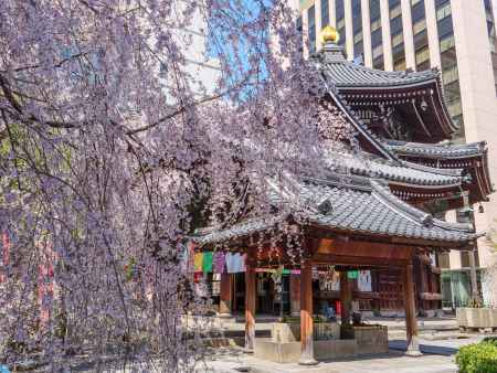 頂法寺の枝垂れ桜①