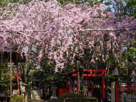 水火天満宮の紅枝垂れ桜　