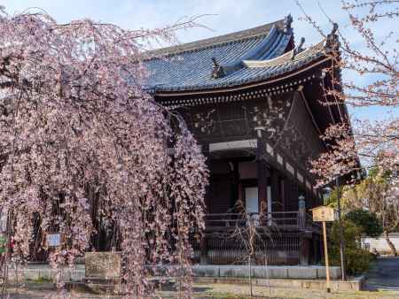 立本寺の枝垂れ桜