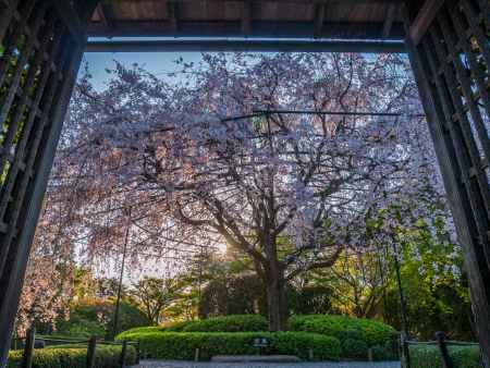退蔵院の紅しだれ桜