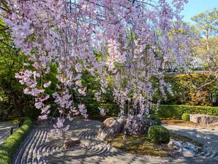桜咲く「陰の庭」　　　