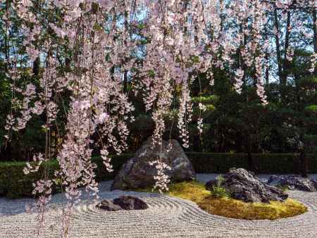 桜咲く「陽の庭」　　　