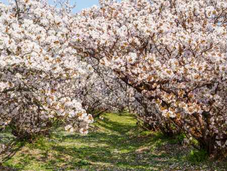 仁和寺の「御室桜」
