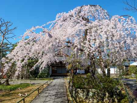 上品蓮台寺の桜　