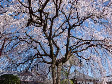 枝垂れ桜　見上げれば・・・