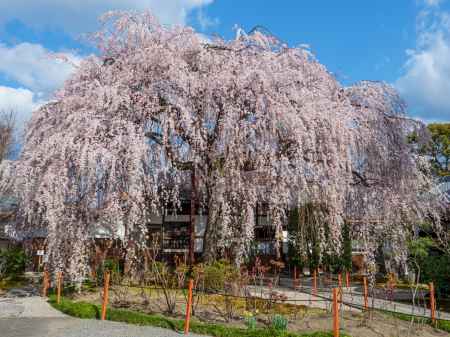 本満寺の枝垂れ桜