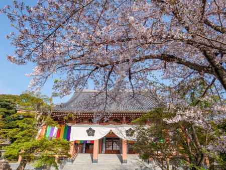 桜咲く智積院