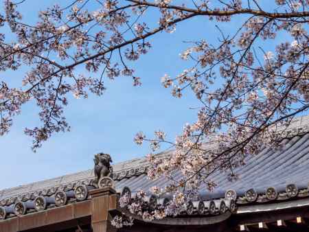 屋根の上のお花見