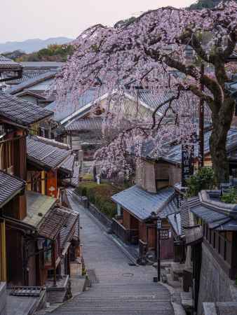 桜咲く春の産寧坂