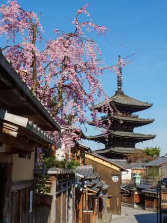 桜咲く春の八坂通