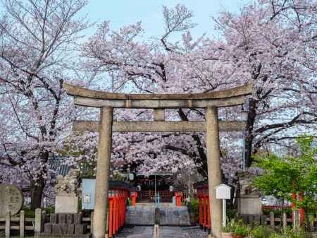鳥居と満開の桜