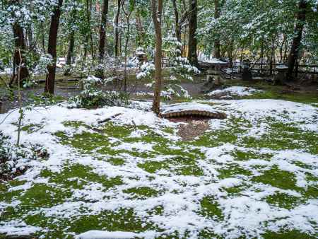 雪と苔のコラボレーション