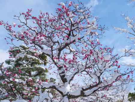 梅と雪のコラボレーション　