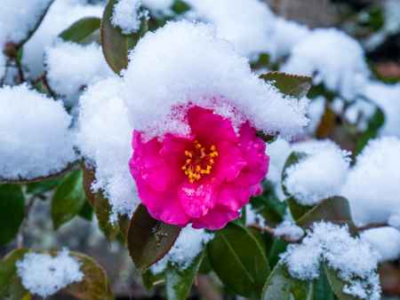 雪中に咲く