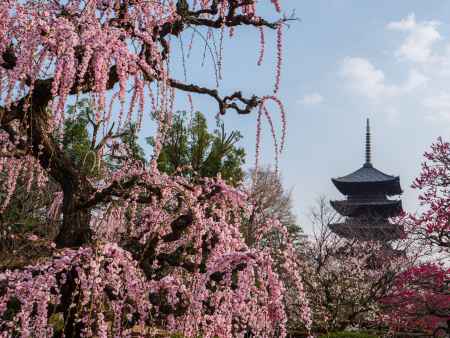 東寺五重塔と枝垂れ梅③　