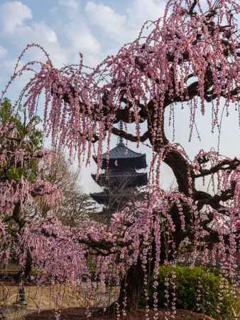 東寺五重塔と枝垂れ梅➁　