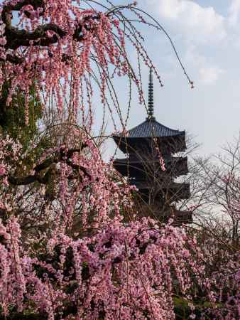 東寺五重塔と枝垂れ梅①