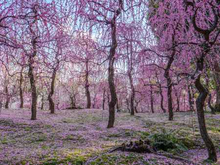 枝垂れ梅と花びら絨毯④　