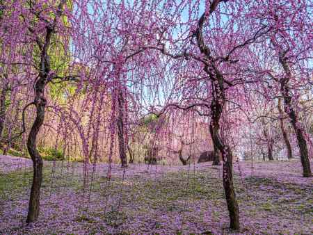 枝垂れ梅と花びら絨毯③　