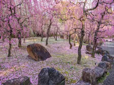 枝垂れ梅と花びら絨毯➁