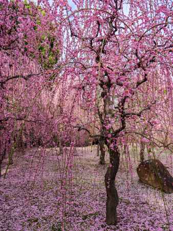 枝垂れ梅と花びら絨毯①